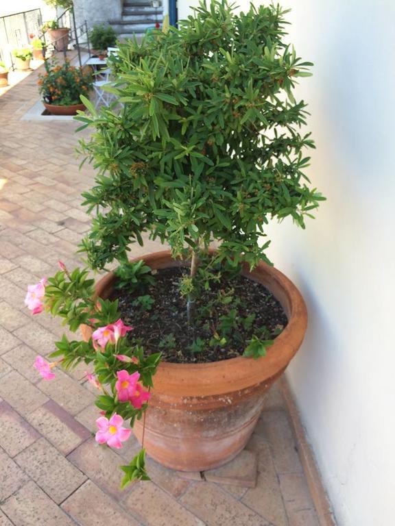 Vietri Le Terrazze Di Cristina B&B 외부 사진