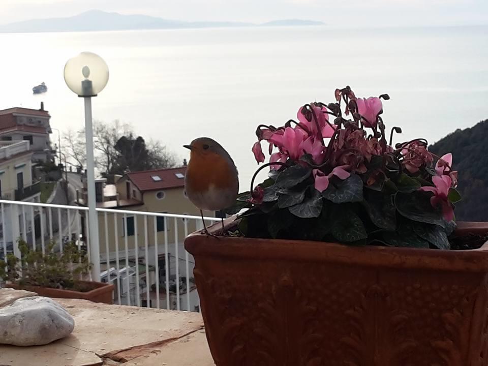 Vietri Le Terrazze Di Cristina B&B 외부 사진